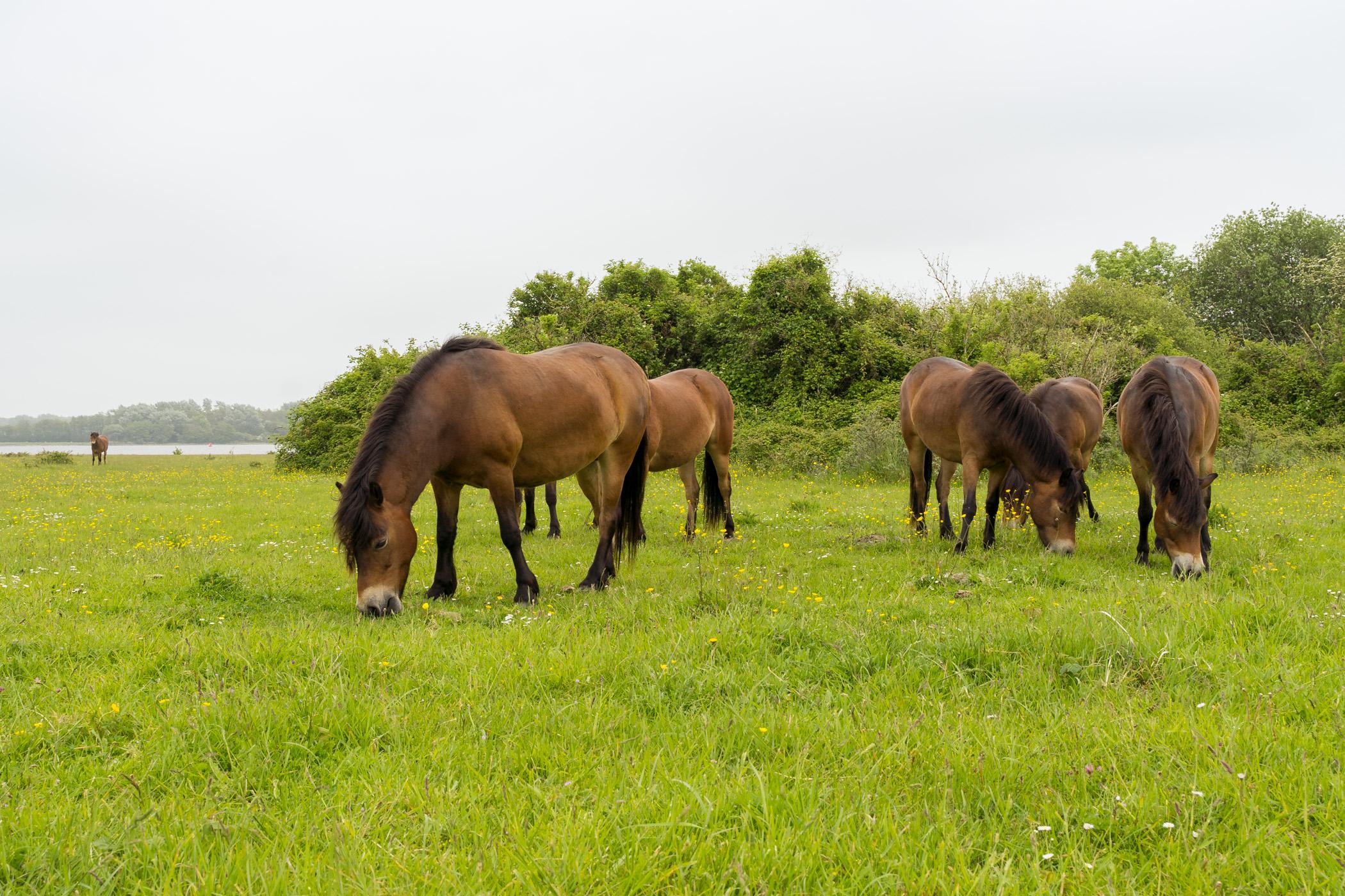 Paarden in natuurgebied Goudplaat Kamperland